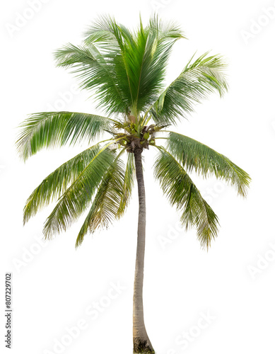 Realistic coconut palm tree