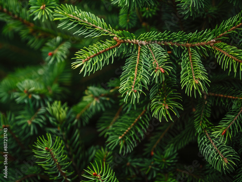 Close-up of green pine tree branches with short coniferous needles against a lush green backdrop. The image highlights the intricate texture of Christmas tree needles and branches.