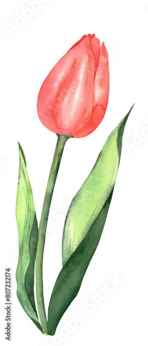 Red spring tulip. Watercolor illustration, postcard.