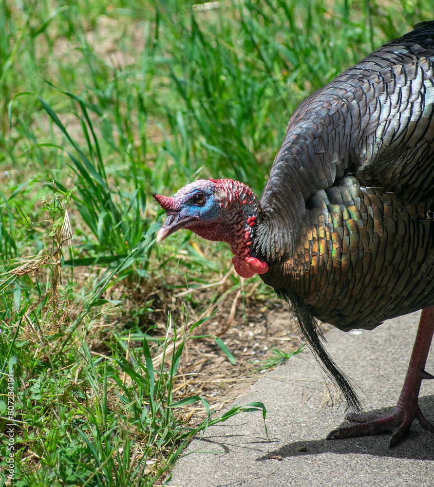 Obraz premium Turkey (Tom). Closeup of a young male. This is the Rio Grande subspecies of Meleagris gallopovo, the wild turkeys introduced in California. 