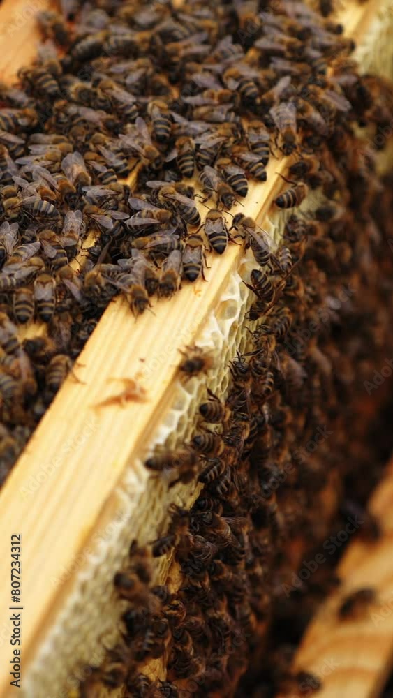 Many honeycombs inside hive. Working bees fly over wooden hives. Selective focus from above. Closeup. Vertical video Many honeycombs inside hive. Working bees fly over wooden hives. Selective focus from above. Closeup. Vertical video
