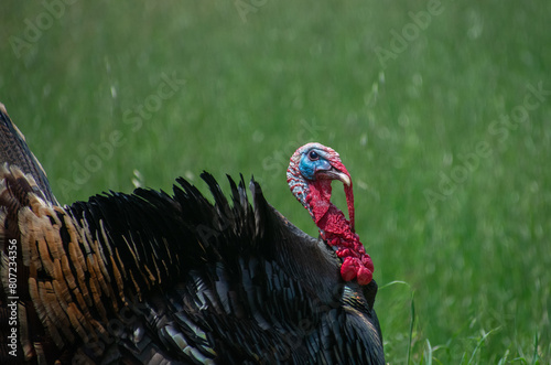 Male Turkey (Tom) closeup. This is the Rio Grande subspecies of Meleagris gallopovo, the wild turkeys introduced in California. 