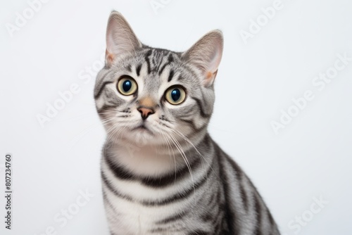 Close-up portrait photography of a smiling american shorthair cat exploring isolated in minimalist or empty room background © Markus Schröder
