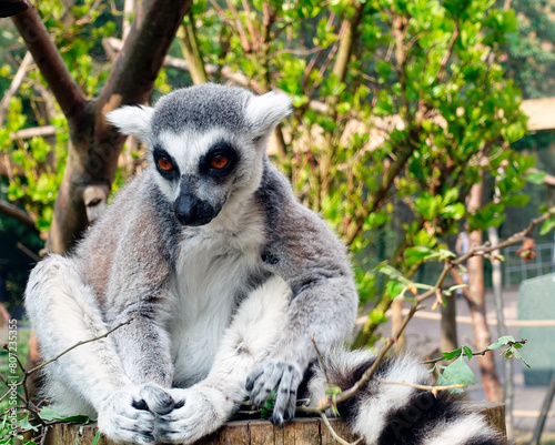 ring lemur portrait