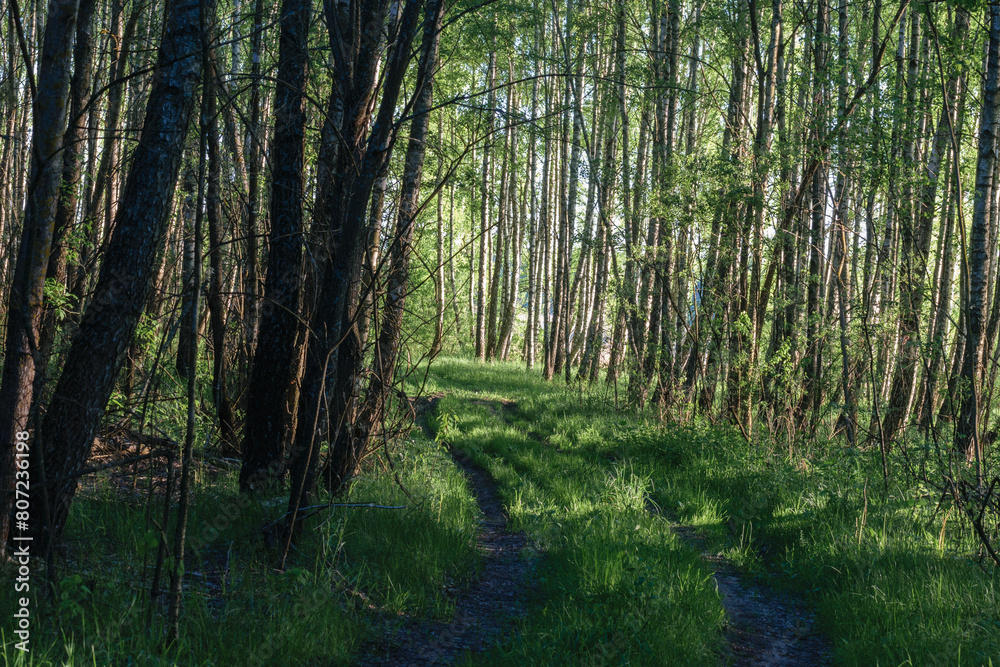 Fototapeta premium morning in the forest