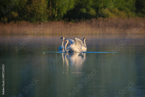 swans on the swamp