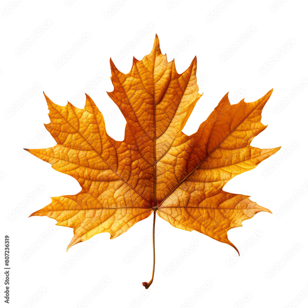 Maple leaf isolated on transparent background Maple leaf isolated on transparent background