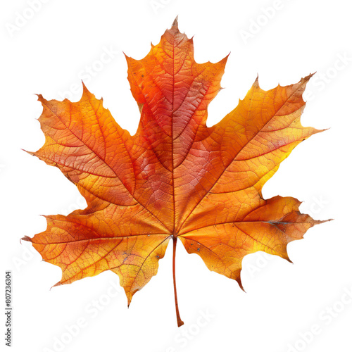 Maple leaf isolated on transparent background