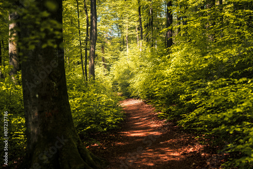 Wandern in Deutschland, Westerwald, Wanderwege, Wandern im Wald