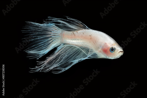 White betta fish with transparent fins in black background
