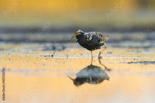 Ruff (Calidris pugnax) male feeding in the wetlands in summer. 