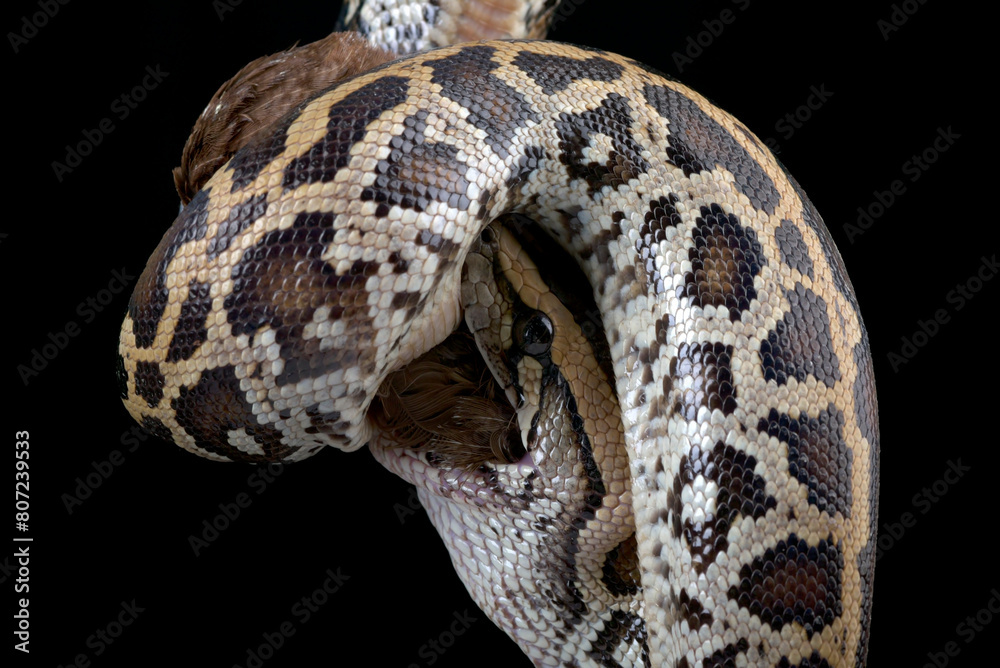 Big python eating a bird Big python eating a bird