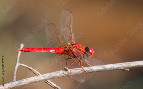 one red dragonfly on a twig in extreme close up