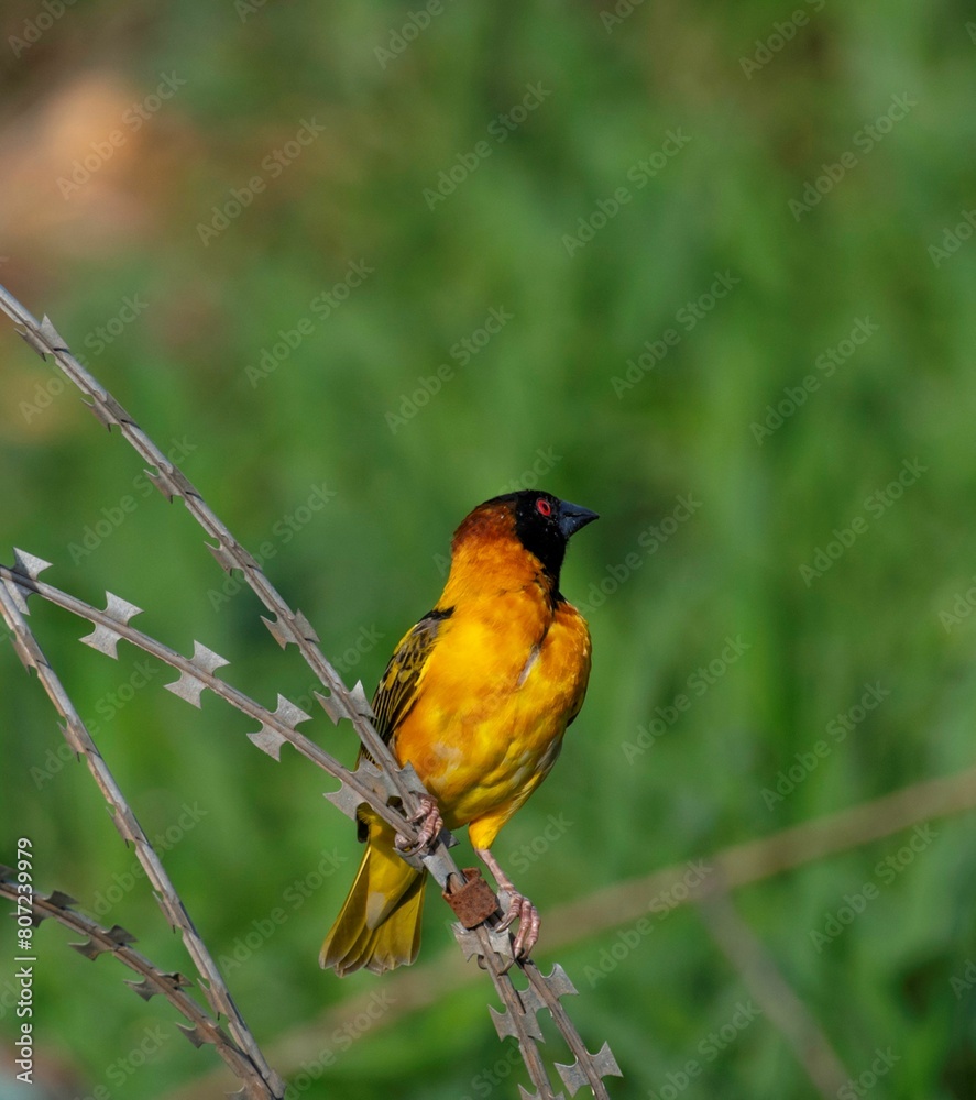 Fototapeta premium one speke's weaver bird on a bar wire fence in close up