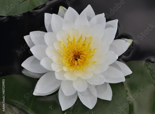 White Water Lily, Quetico Provincial Park, Canada photo