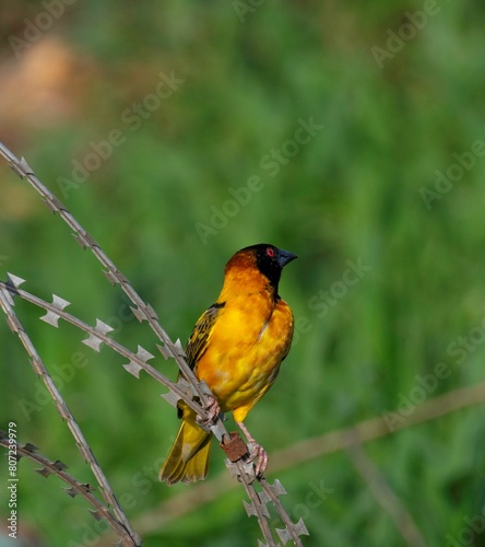 one speke's weaver bird on a bar wire fence in close up