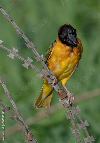 one speke's weaver bird on a bar wire fence in close up