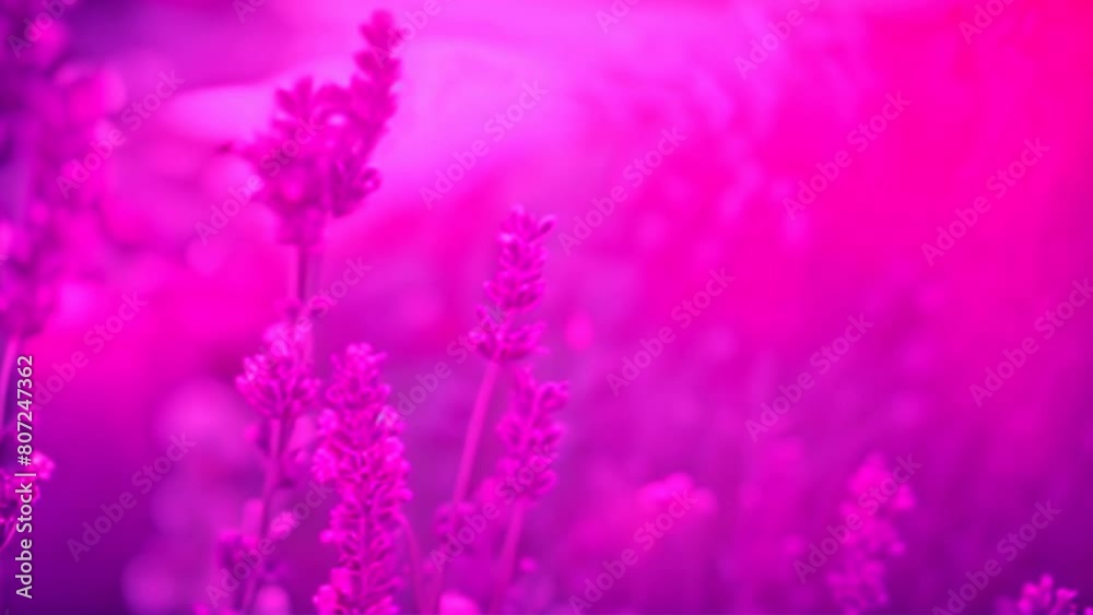 A field of purple lavender illuminated by the warm glow of the setting sun,A gentle breeze gently swayed purple lavender flowers. A field of purple lavender illuminated by the warm glow of the setting sun,A gentle breeze gently swayed purple lavender flowers.