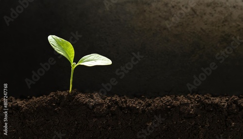 A single green seedling emerging from rich, dark soil, isolated against a dark background, symbolizing growth and new beginnings.