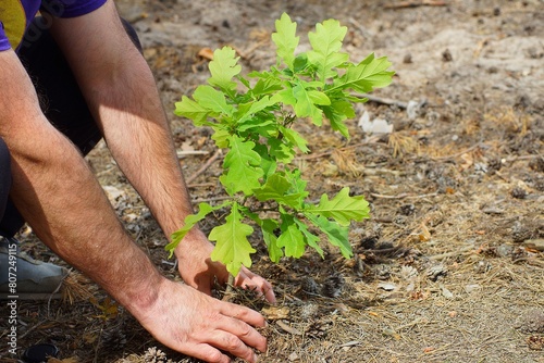 a forester planting a small decorative natural living oak tree with green leaves into the ground with his hands to improve the ecology in the forest during the day
