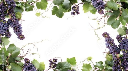 grapevine border frame on white background