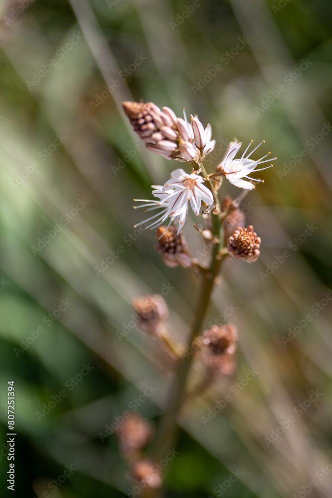 Beautiful flower Beautiful flower