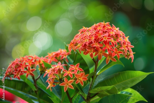 Exotic Beauty of Ixora Coccinea in the Forest: A Bright Blossom of a Flowering Tropical Evergreen photo
