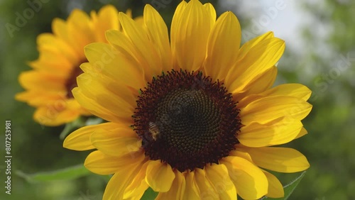 Close Up of a Bee on Sunflower collecting pollination. Slow motion 4k.
