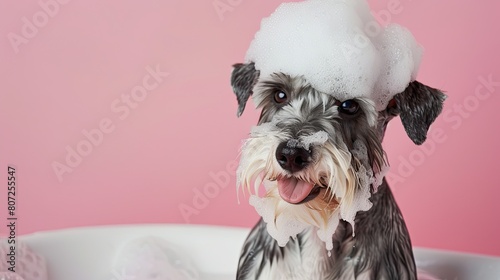 Schnauzer dog sits in a bathtub with plenty of foam on his head.