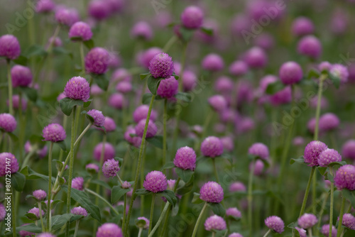 Summer Concept  Blooming Pink Globe amaranth   Gomphrena globosa L.  Globe amaranth