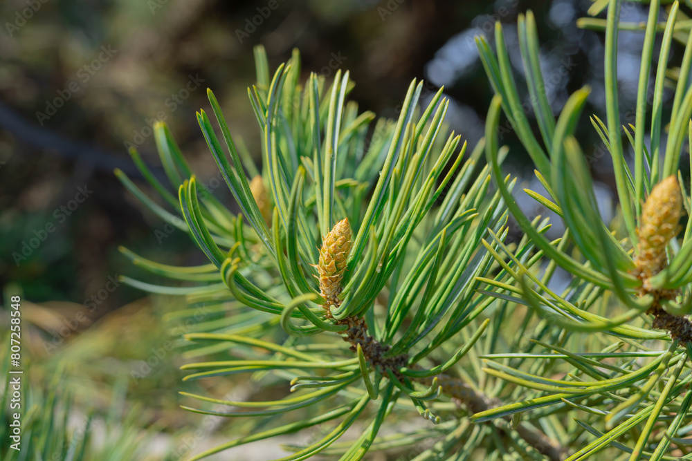 pine tree branches pine tree branches