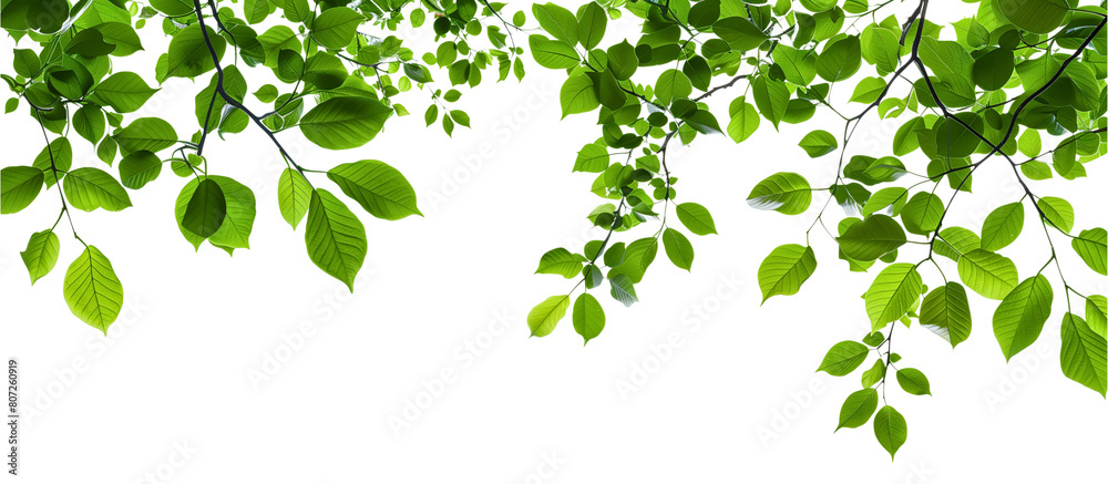 green leaves background, PNG, Ai generate green leaves background, PNG, Ai generate