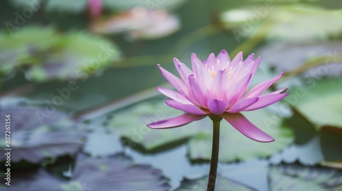 Beautiful pink lotus flower in the pond  water lilly