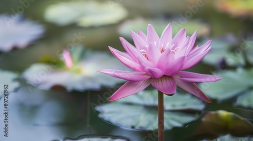 Beautiful pink lotus flower in the pond, water lilly