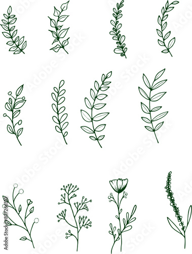 Vector collection of hand drawn plants. Botanical set of sketch flowers and branches