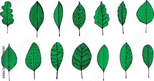 Set od various tree leaves. Vector illustration collection
