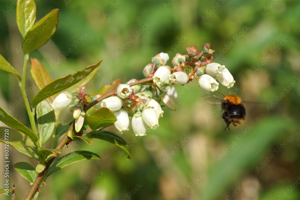 White long bell- or urn-shaped flowers of the northern highbush blueberry (Vaccinium corymbosum). Flying Common carder bee (Bombus pascuorum), family Apidae Spring, May, Netherlands White long bell- or urn-shaped flowers of the northern highbush blueberry (Vaccinium corymbosum). Flying Common carder bee (Bombus pascuorum), family Apidae Spring, May, Netherlands
