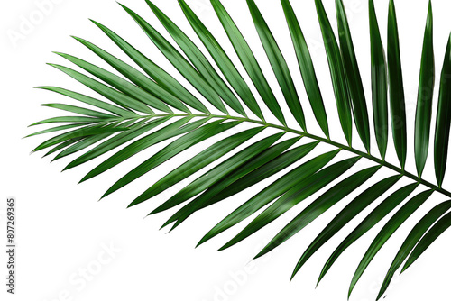 tropical areca palm leaf isolated on a transparent background. png, cutout, cut out, cut-out photo