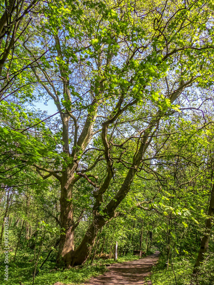 Fototapeta premium Poznań, the Cybina River valley, Olszak, a historic Platan tree