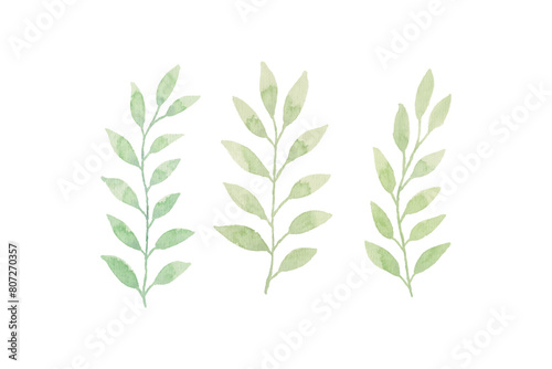 Watercolor leaves illustration set - green leaf branches collection for wedding, greetings, stationary, wallpapers, fashion, background. olive, green leaves, Eucalyptus etc