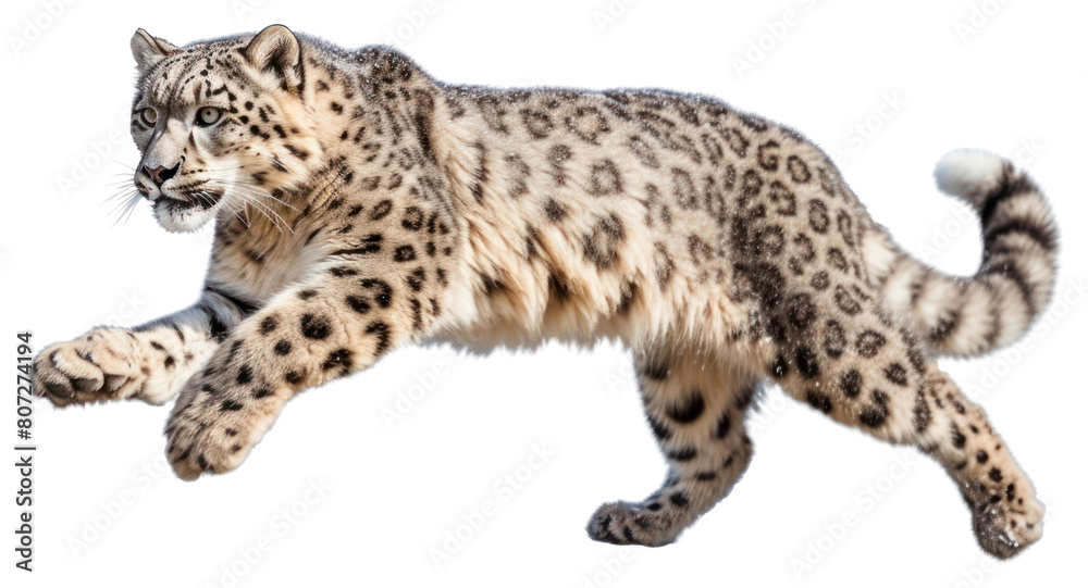 Naklejka premium PNG Wildlife leopard animal mammal.