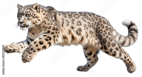 PNG Wildlife leopard animal mammal. photo