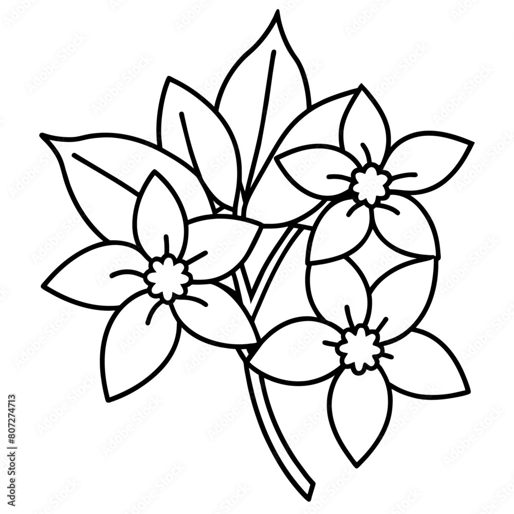 Obraz premium a high-resolution vector art illustration of a Magnolia flower (22)