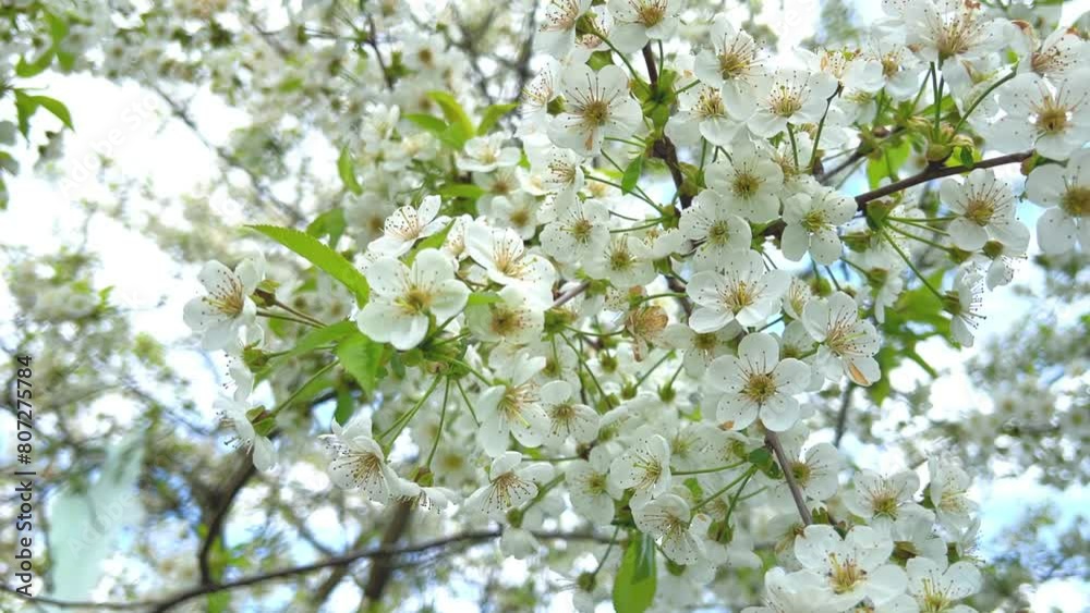 Cherry blossoms in spring on a sunny day, close-up video of blooming flowers on a tree branch Cherry blossoms in spring on a sunny day, close-up video of blooming flowers on a tree branch