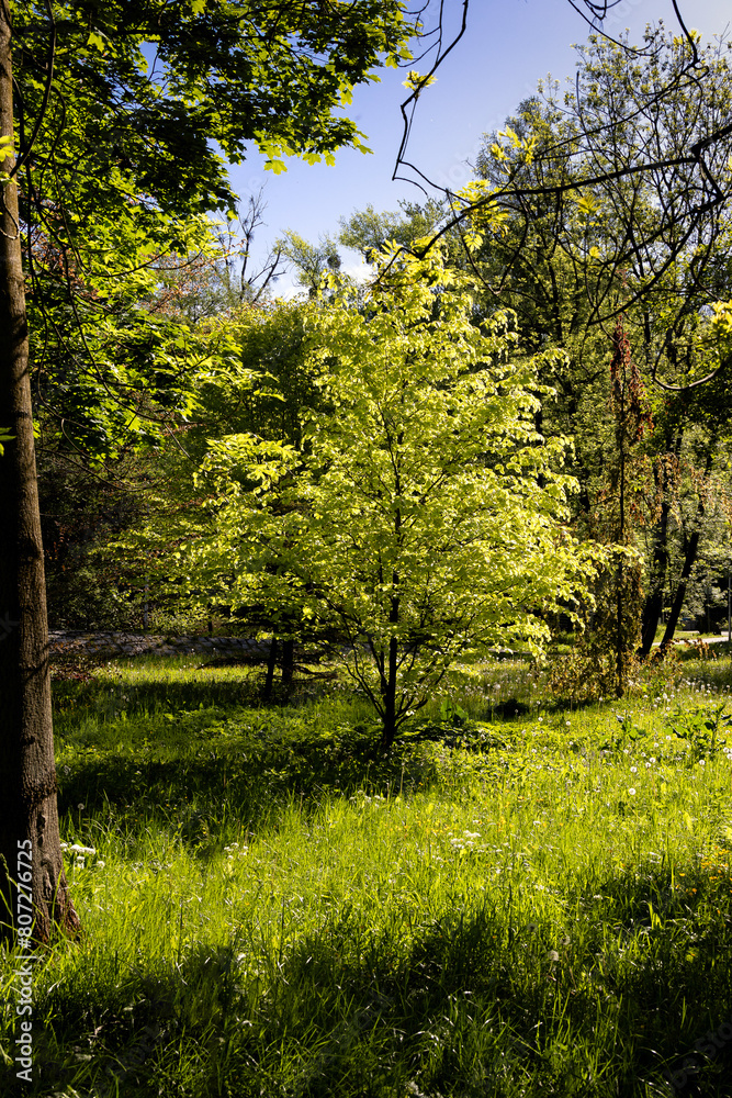 Small tree in a robe of fresh green illuminated by the morning sun Small tree in a robe of fresh green illuminated by the morning sun