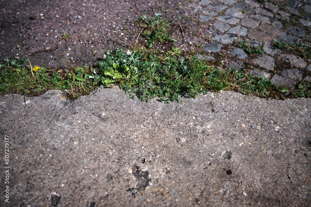 von raps vögeln und pusteblumen von raps vögeln und pusteblumen