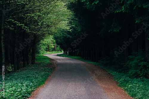 Road track under the trees in public park or forest in summer with green nature background