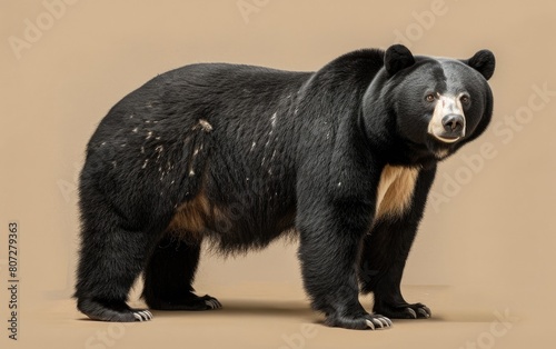 Asiatic black bear standing upright with striking white chest mark.