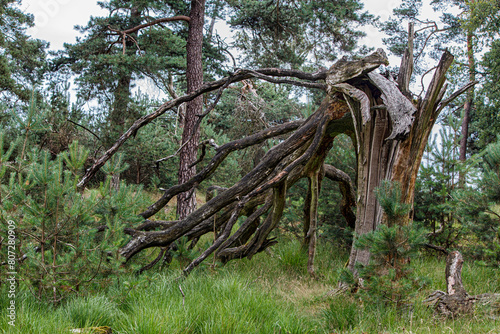 A broken tree in a forrest.