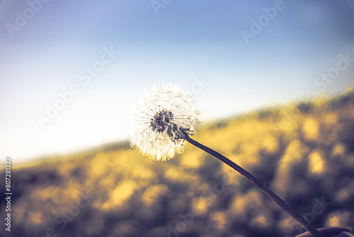 von raps v  geln und pusteblumen